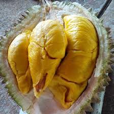 Pohon bibit durian musangking bisa berbuah dalam pot - bibit buah durian Bergaransi - TitipBibit