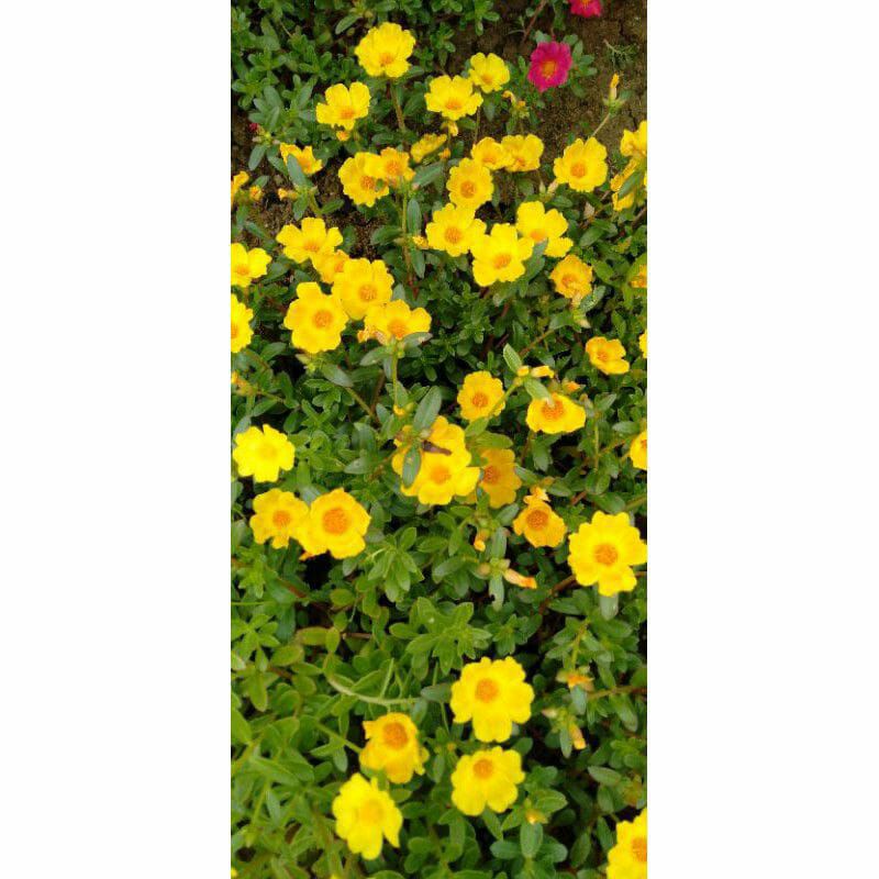 krokot Duna selapis kuning