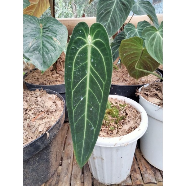 Tanaman hias Anthurium Warock lidah gajah