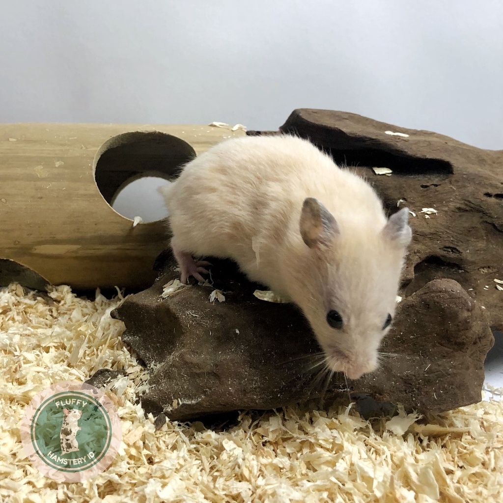 CUMA ADA 1 Hamster Syrian Satin Shorthair Cream Silk Gemas Lucu Gembul Jantan Umur 2 Bulan - Bulu Sa