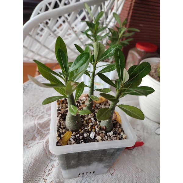 Adenium somalense sp nova