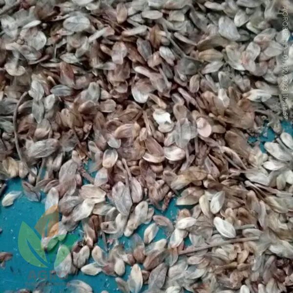 Biji Cemara Laut Kupas Siap Semai