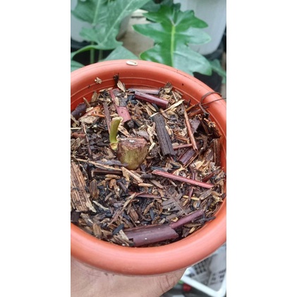 gloriosum dark form