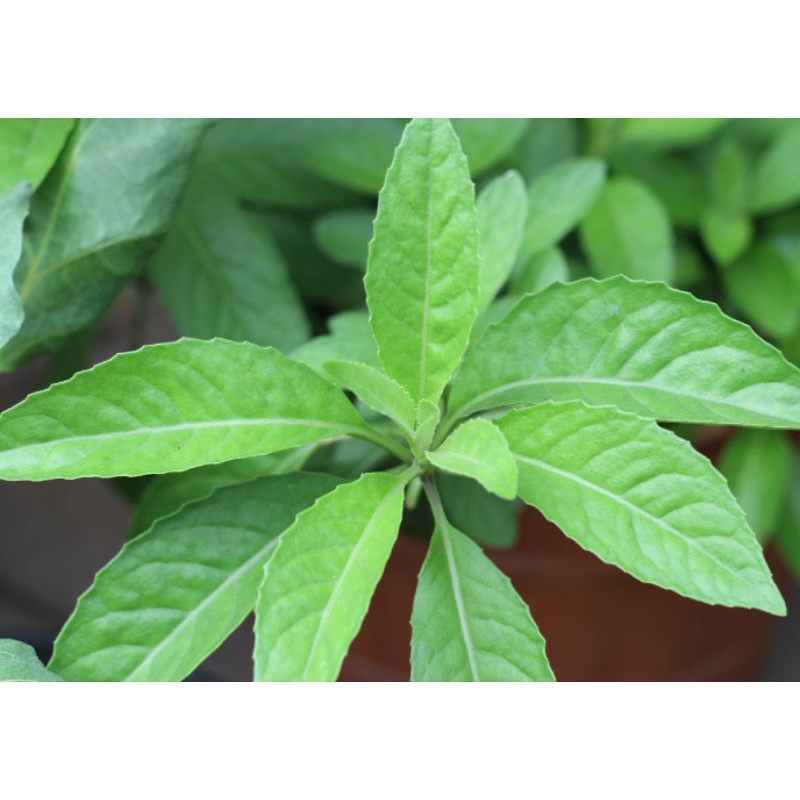 

Daun Sambung Nyawa 250gram