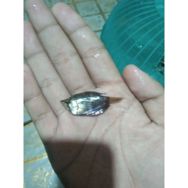 

chocolate gourami