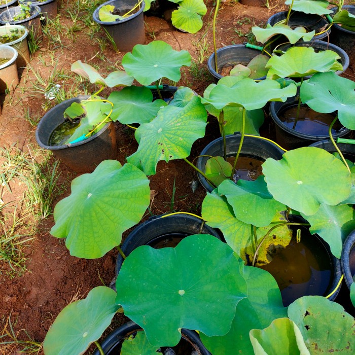 Tanaman Hias Aquascape Lotus Air Bunga Putih - pohon lotus (bukan benih)