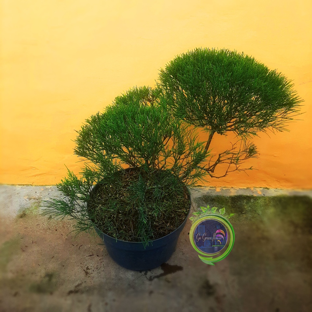 BONSAI CEMARA UDANG Casuarina equisetifolia bahan bonsai BIBIT TANAMAN HIAS CEMARA UDANG GO GREEN FL