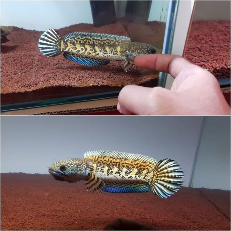 Chana baby auranti CB size 2-3 cm FULL PELET