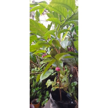 bibit manggis jepang kondisi berbuah