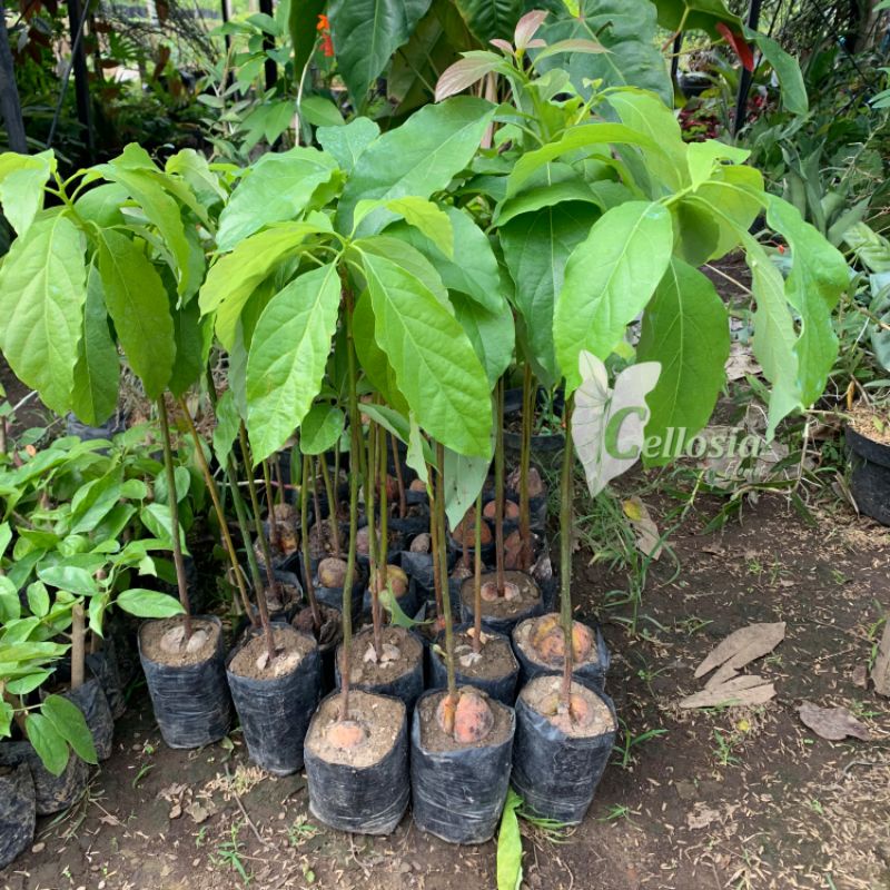 Bibit Tanaman Buah Alpukat Mentega Genjah (Grafting, Cepat Berbuah)