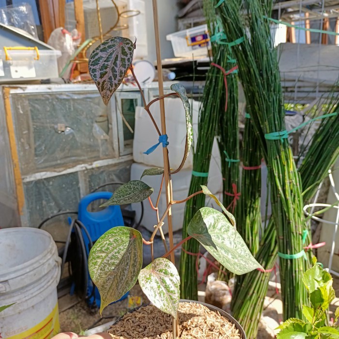 sirih merah tanaman, bibit sirih merah obat, foto asli, sehat segar