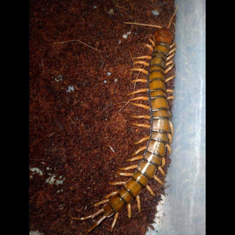 Koleksi Hobi Centipede Kelabang Lipan Besar -+15CM