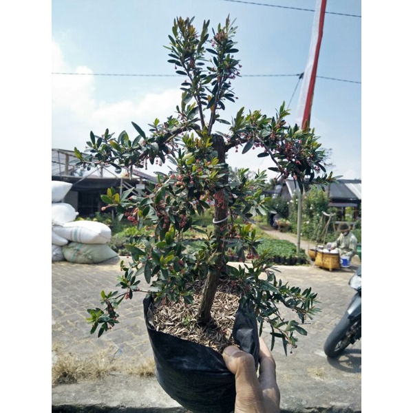 bonsai mini medium cindrawasih rare item - TitipBibit