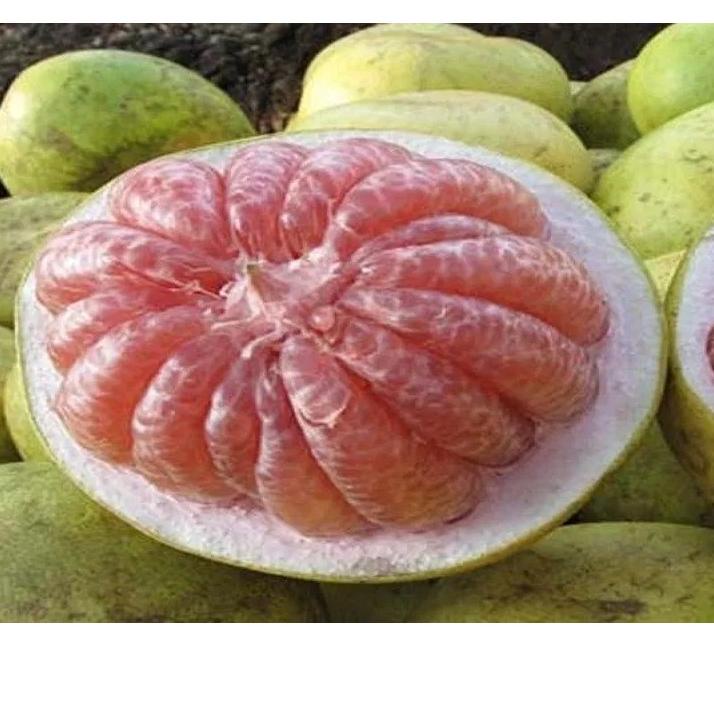 

۝ Buah Jeruk Bali / Jeruk Pamelo Manis Segar Fresh ✱