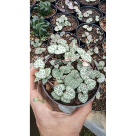 Tanaman Hias string of heart  (Ceropegia woodii)