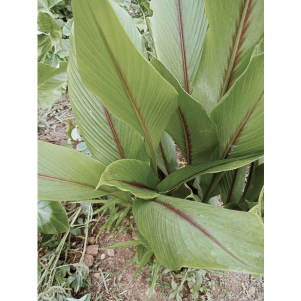 

Daun kunyit putih temu lawak segar 500 gram