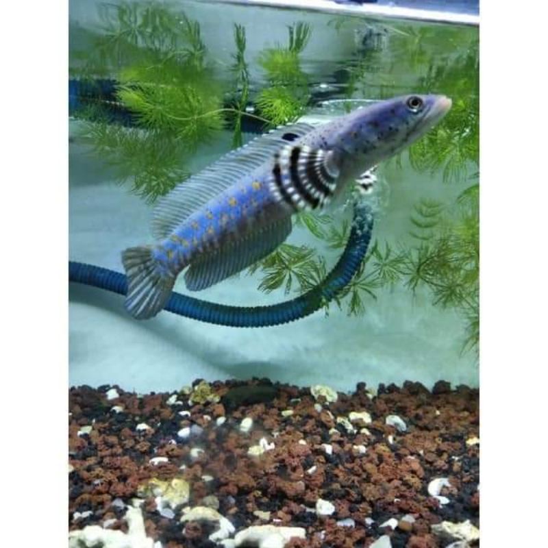Ikan Channa pulcra 1 pair sepasang 16-17cm