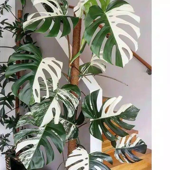 ۞ bonggol monstera king varigata ۞