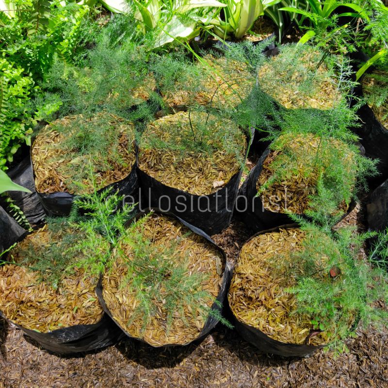 Tanaman Hias Asparagus Asparaga (Common asparagus fern) pohon hidup - TitipBibit