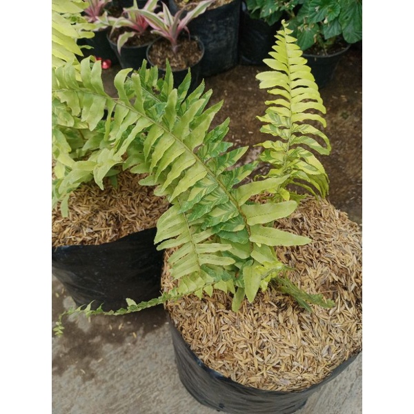Pakis boston varigata (Nephrolepsis exaltata)murah -Tanaman hias pakis boston varigata - floristajav