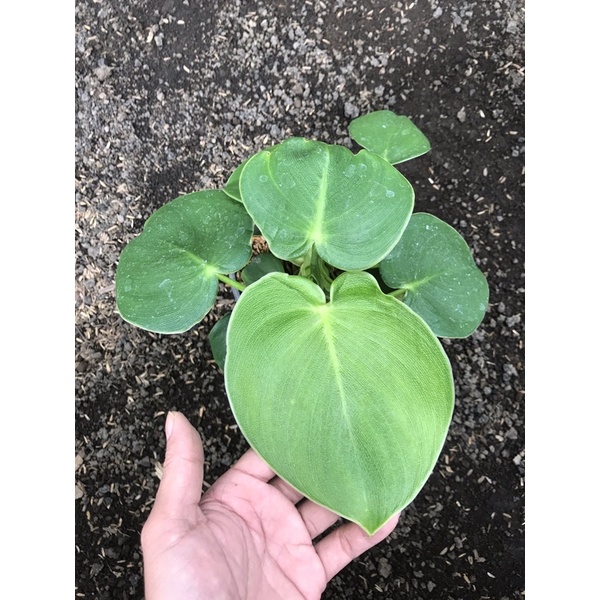 philodendron rugosum / pigskin isi 2 rumpum