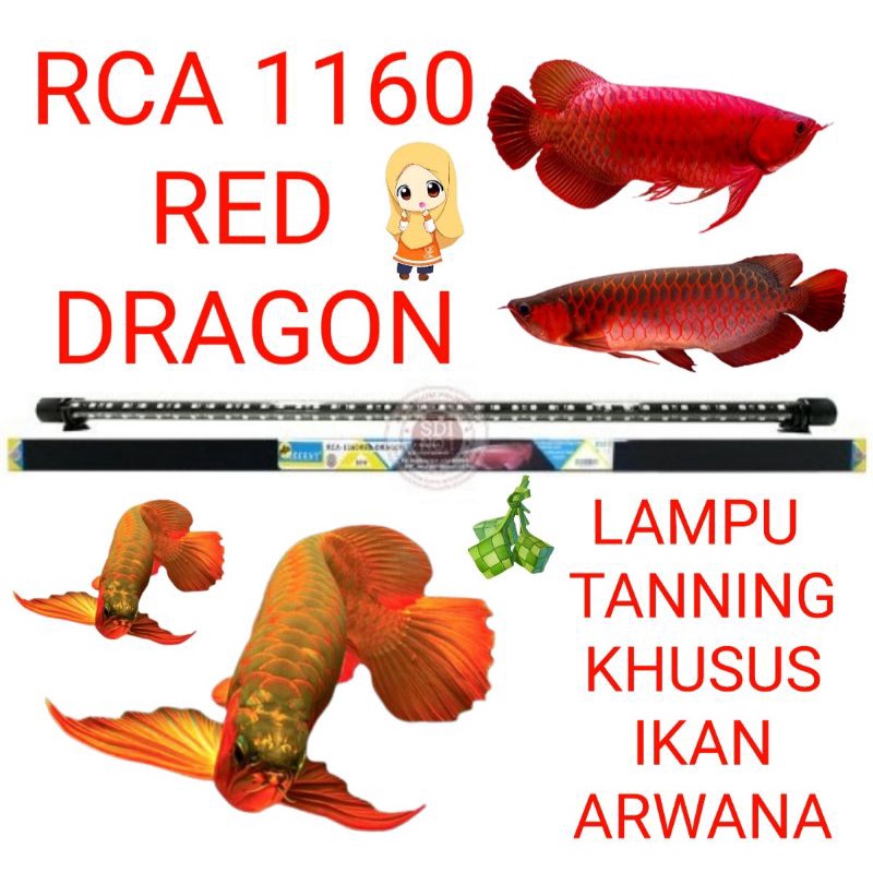 lampu tanning aquarium lampu khusus ikan arwana RCA 1160 RED DRAGON RECENT