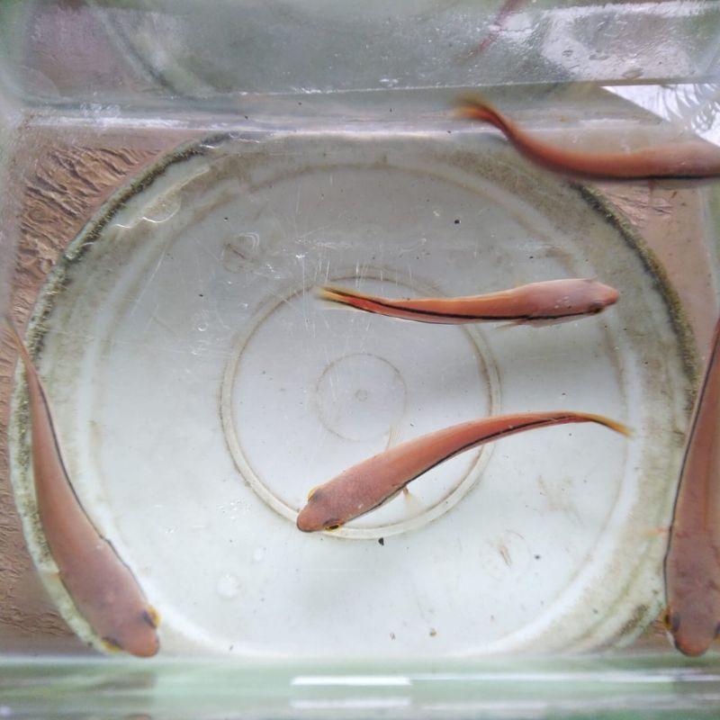 Hiasan aqkuarium Gabus toman