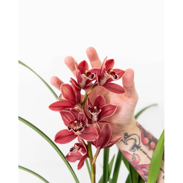 Anggrek Cymbidium Merah Langka - Tanaman Hias - Bunga Cymbidium Hybird - floristajavanica