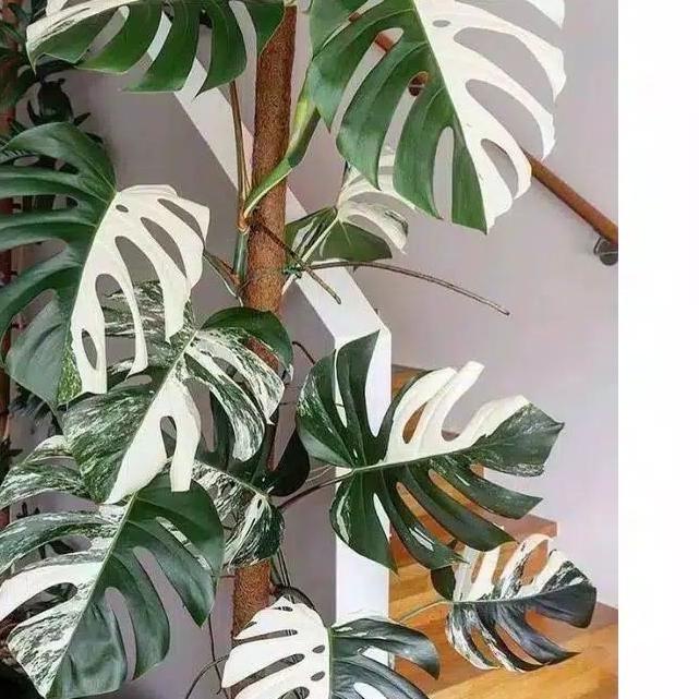 ➨ bonggol monstera king varigata ⅍