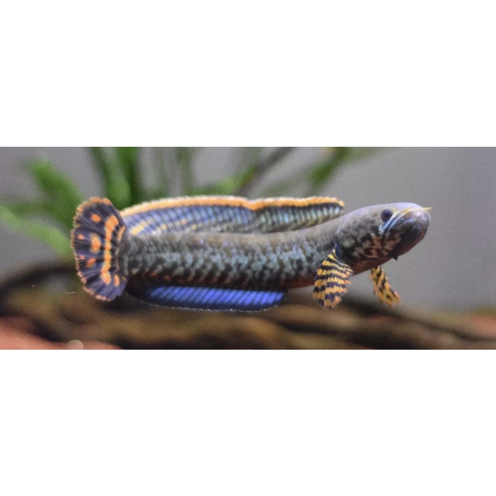 promo BLEHERI Rainbow channa 5-8cmFREE PACKING,STIKER+PELET