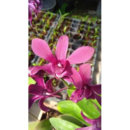 bunga anggrek dendro bulat