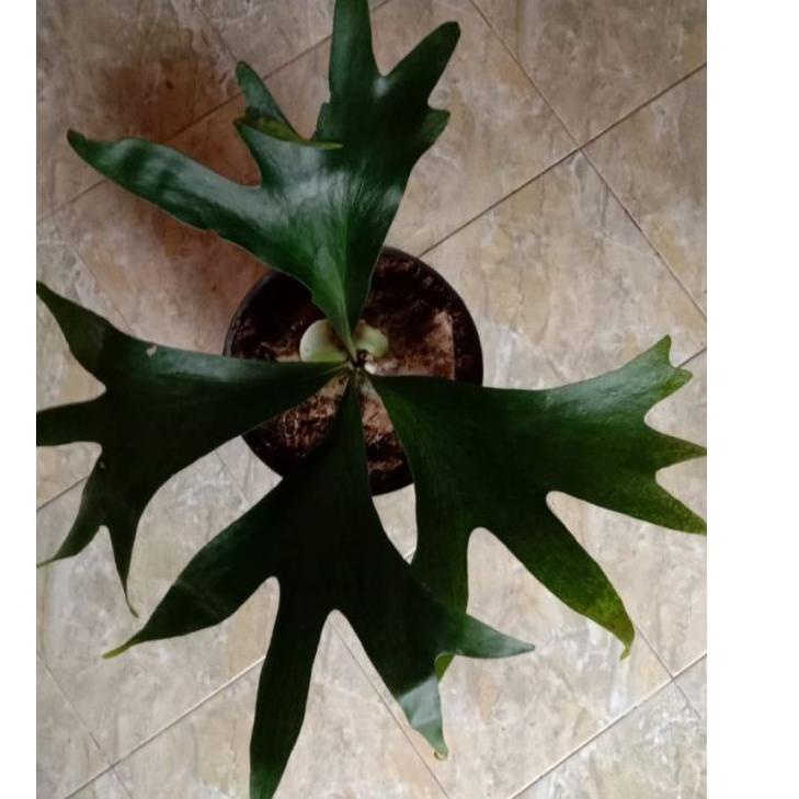 ♀ platycerium(kadaka..doa) ❆