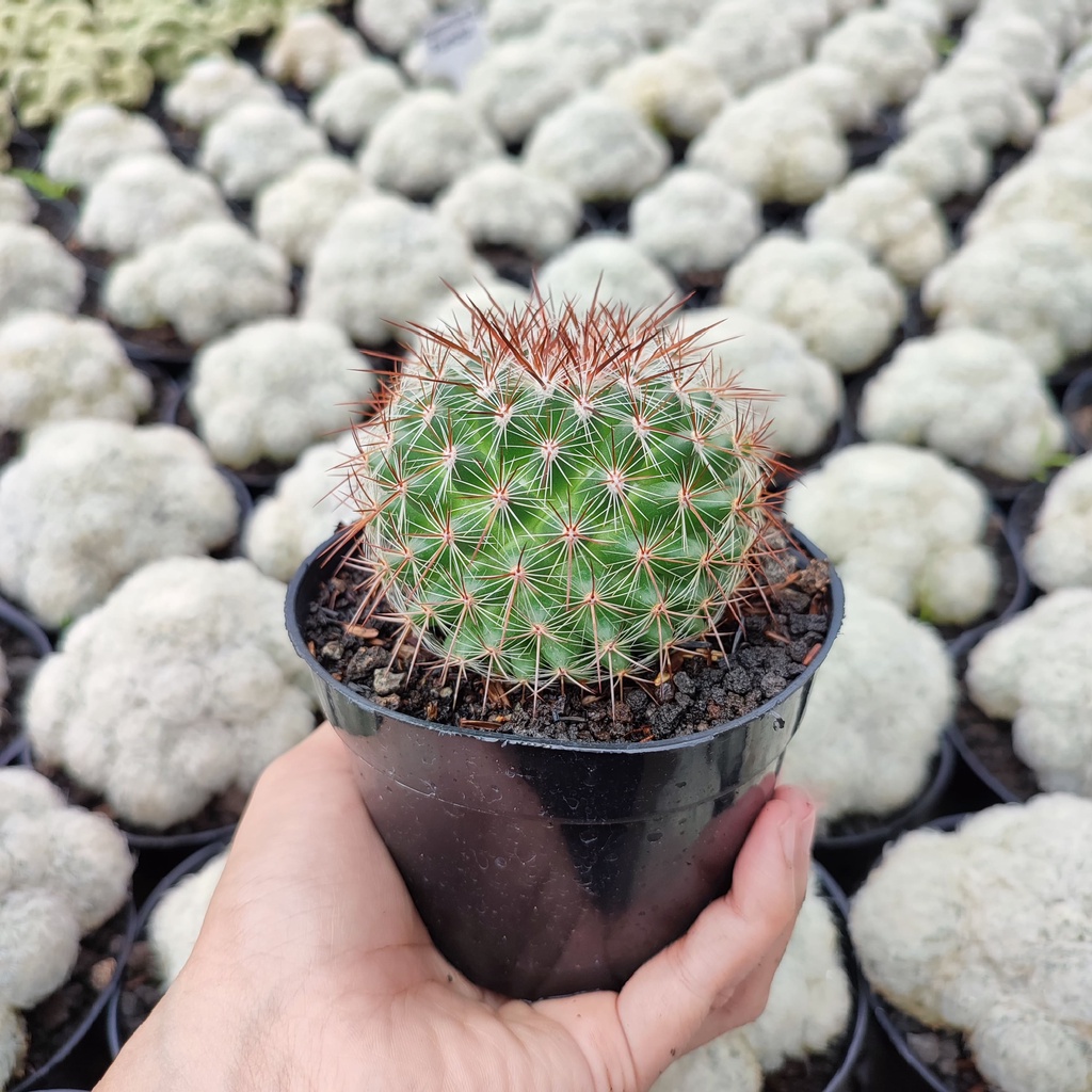 Mammillaria Ginsa Maru | D 10 Cm | Kaktus