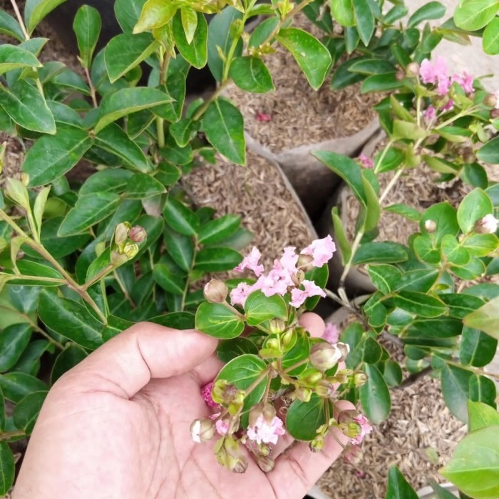 Bunga sakura pink lokal, tanaman hidup bunga sakura, bunga tahan cuaca