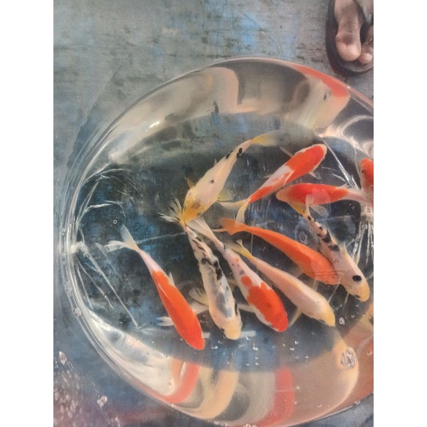 paket 5 ekor ikan koi KOHAKU blitar 10/12 cm