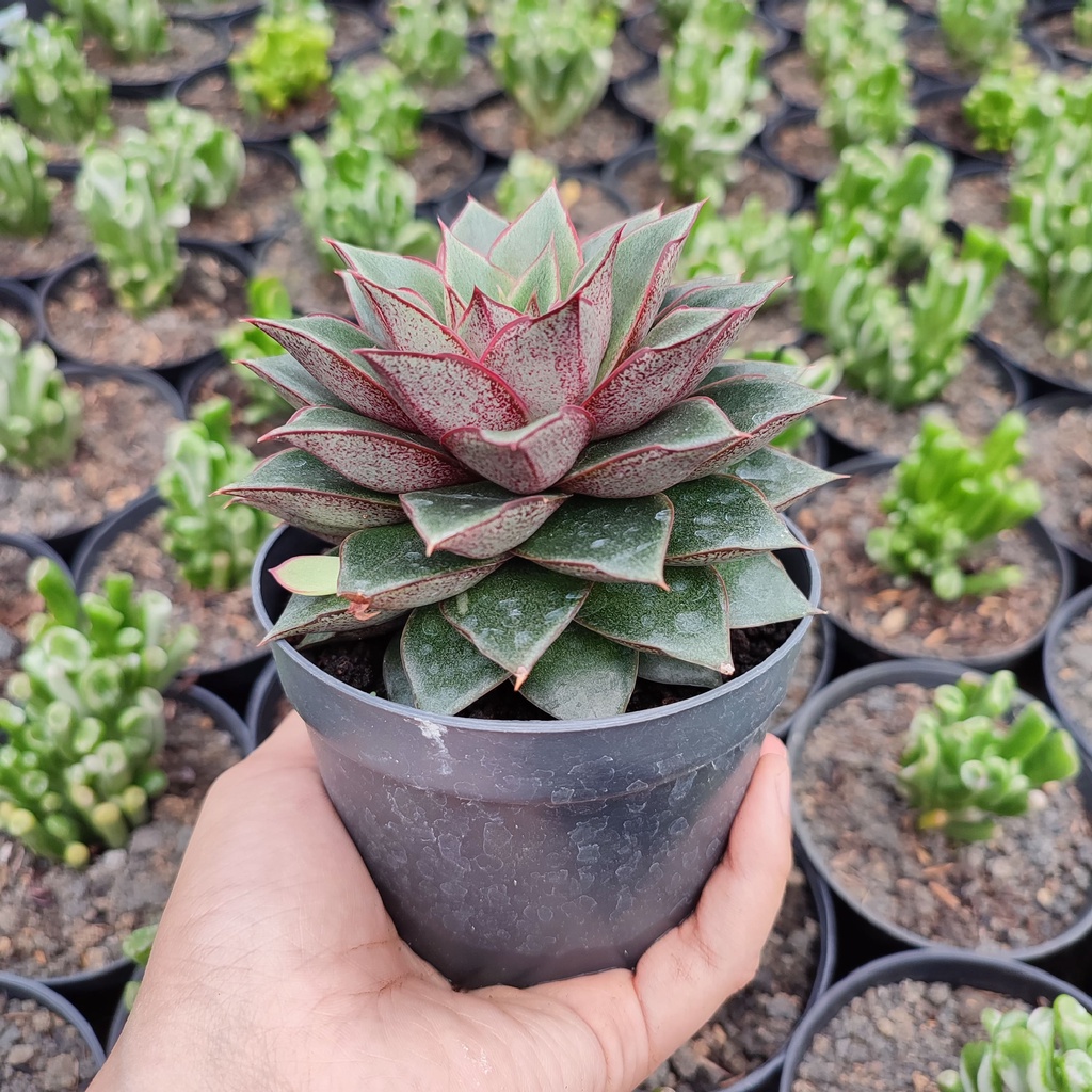 Echeveria Monocerotis | D 10 Cm | Sukulen