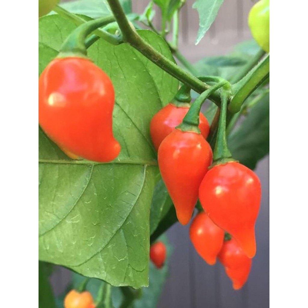 2 Biji Benih Cabe Hias Red Chupetinho Unggul Tanaman Cabai Hias Unik - Bibit Sayur Sayuran Seribuan