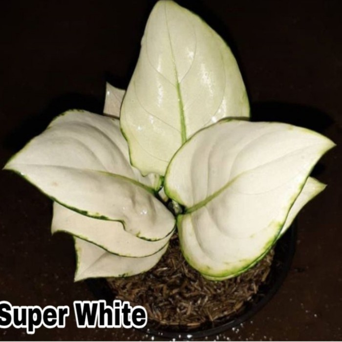 (NEW) Tanaman Hias Aglonema Super White-Bonggol aglonema super white