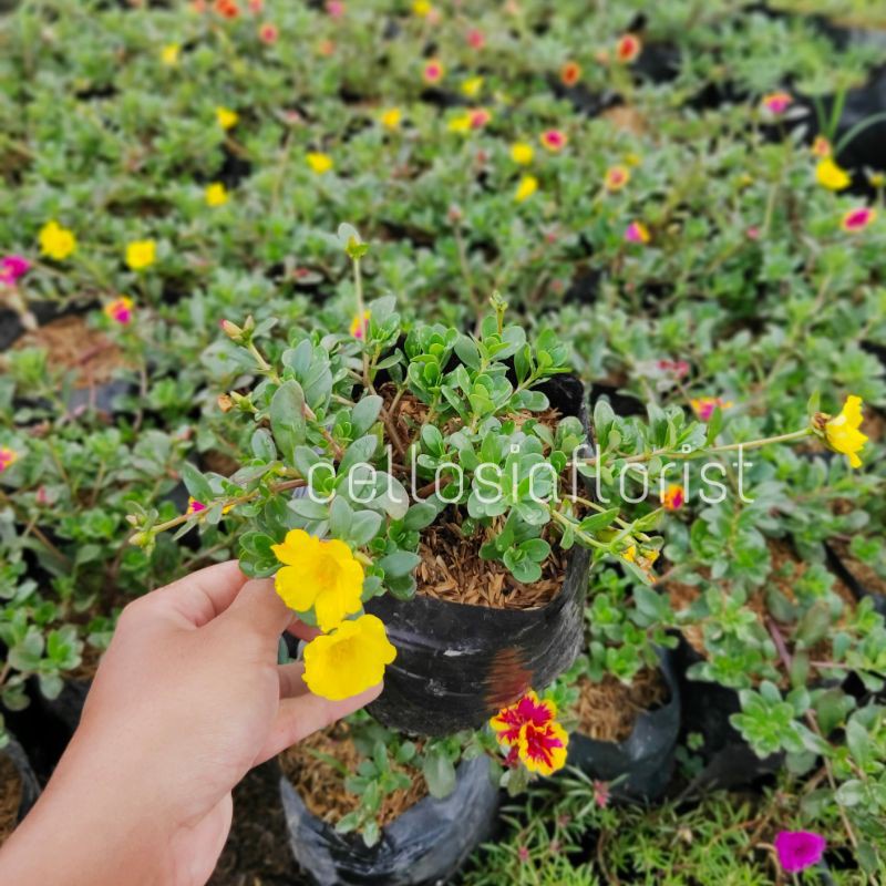 Tanaman Hias Bunga Krokot Portulaca Pohon Hidup - TitipBibit