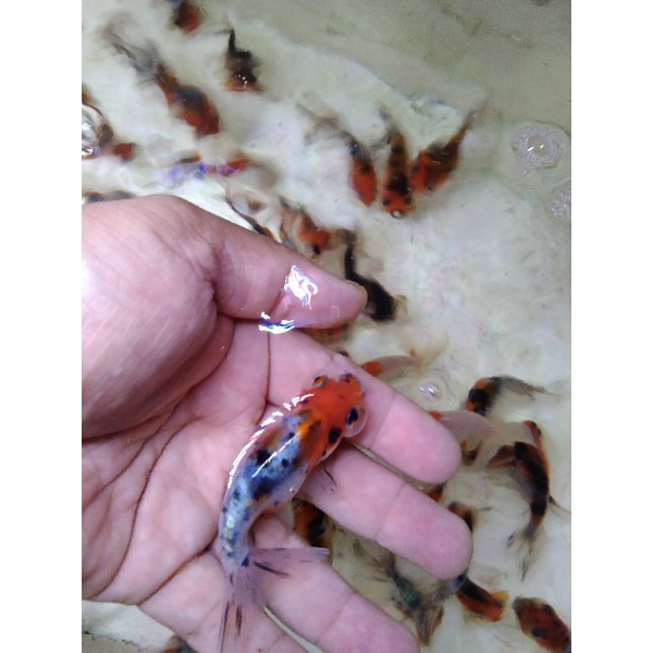 ikan koki bubble eyes (langka)