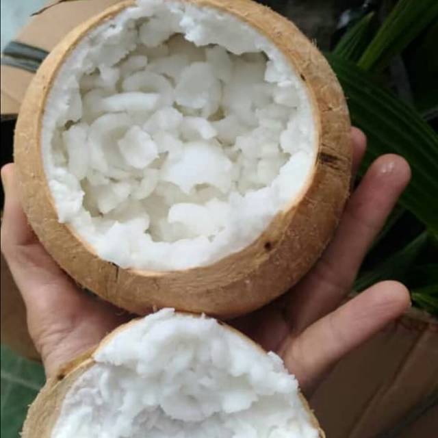 

kelapa kopyor pati ukuran 43-44 CM