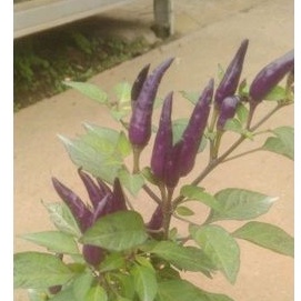 bibit cabai rawit ungu