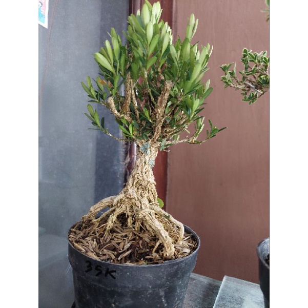 tanaman bonsai mini boxsus / boksus pohon kecil tua - TitipBibit