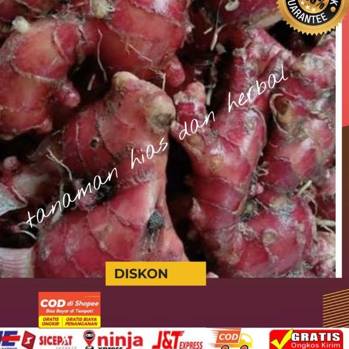 

✷ Jahe Merah Jahe Merah Super Jahe Merah Unggul Jahe Merah Langka Berkualitas Per1kg Terlaris ✭