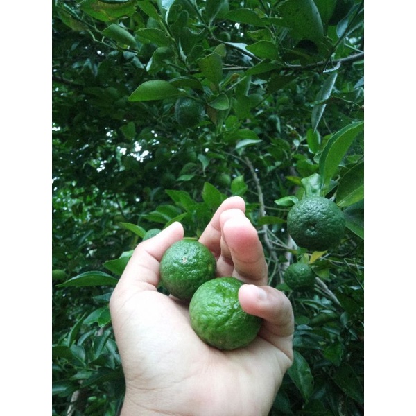 

Jeruk Limau //Jeruk Sambal //Jual perkilo