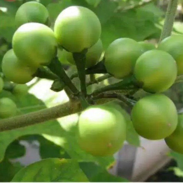 BUAH TAKOKAK Buah CEPOKAK buah takokak cepokak [KIRIM INSTANT] BUAH TAKOKAK FRESH - SAYUR LALAP