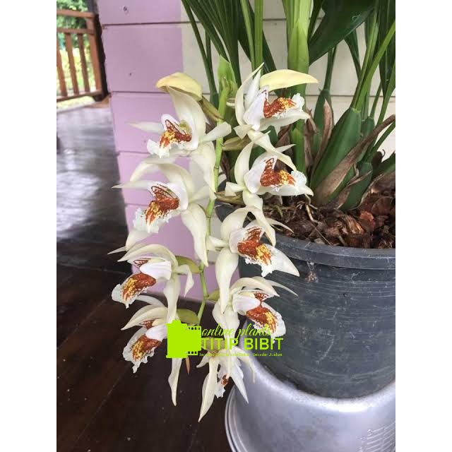 anggrek spesies coelogyne asperata - FloristaJavanica
