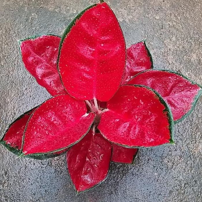 Aglonema Suksom Jaipong Dewasa Rimbun / Aglo Suksom Jaipong