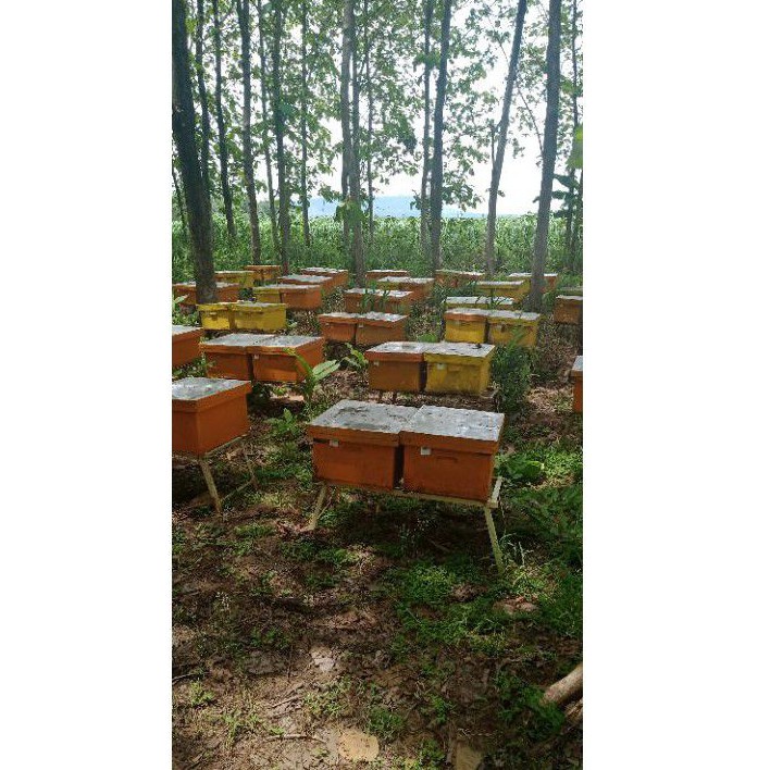 

lebah madu sarang apis mellifera bibit