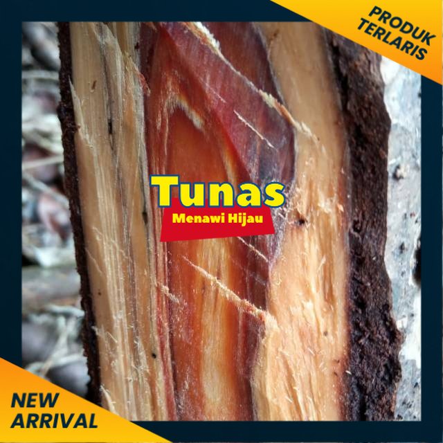 Asli bibit gaharu Terlaris